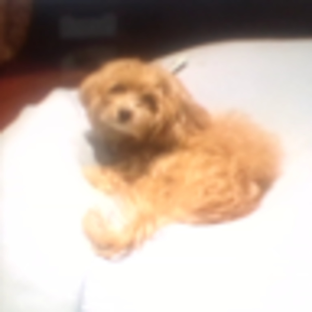 Meet your Posher, Mia